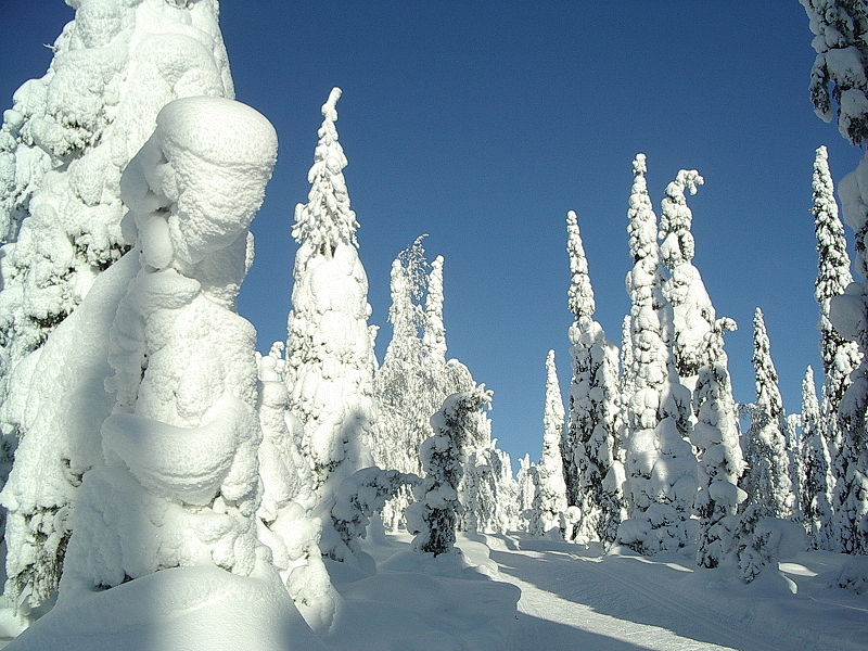 800px-snow-covered_fir_trees