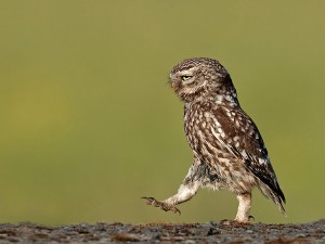 Búho germánico vigilando la ortodoxia monetaria