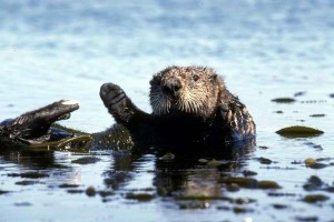 La estrategia del castor: sumergirse y esperar.