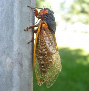 Esta es la cigarra. La hormiga no salió en la foto porque estaba currando.