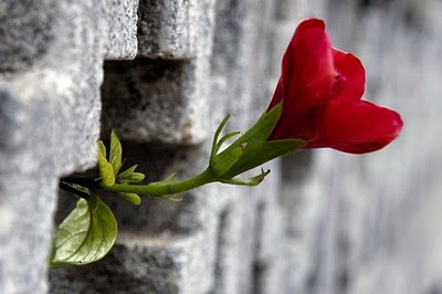 El Euribor crece feliz, como una florecilla en el campo