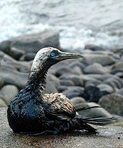 La gaviota no pasa por su mejor momento...