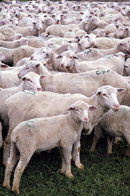 El monte para las cabras